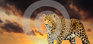 leopard on the sky background