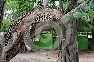 Leopard sleep on a tree in park.
