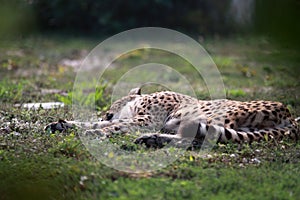 Leopard sleeping