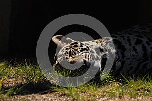 Leopard sleeping in sunbeam