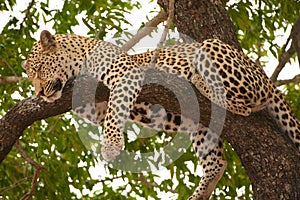 Leopard sleeping on the tree