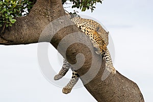 Leopard sleeping on the tree