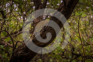 Leopard sleeping for a while on the tree at kabini forest area