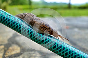 Leopard Slug