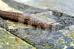 Leopard Slug