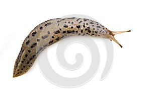 Leopard Slug