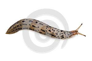 Leopard Slug