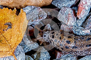 Leopard slug