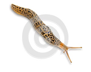 Leopard Slug