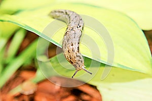 Leopard Slug