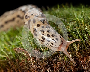 Leopard slug