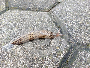 leopard slug is crawling on tile - gastropod mollusc