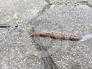 leopard slug is crawling on tile - great grey slug