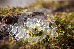 Leopard slug eggs on pile of wet rotting wood