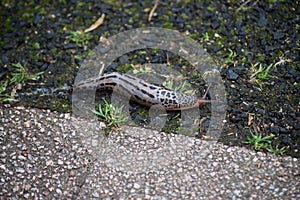 leopard slug on the floor on top view