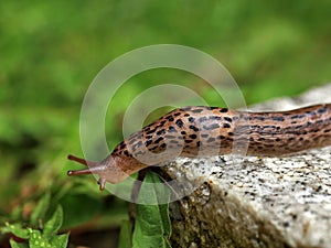 Leopard Slug or great greay slug, Limax maximus, crawling on granite stone in the garden on a rainy day