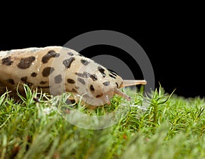 Leopard slug head lateral view
