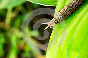 Leopard slug on hosta leaf