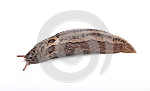 Leopard slug isolated on white