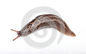 Leopard slug isolated on white