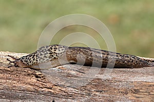 Leopard Slug Limax maximus