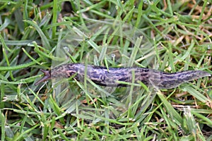 Leopard slug (Limax maximus)