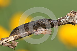 Leopard Slug (Limax maximus)