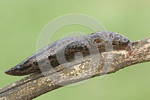 Leopard Slug (Limax maximus)