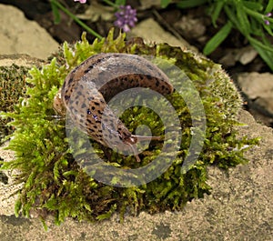 Leopard Slug Limax Maximus