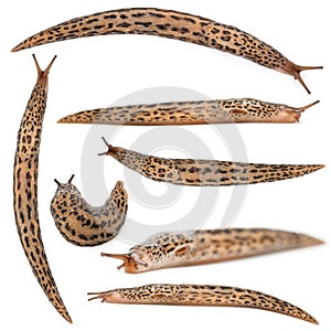 Leopard slug - Limax maximus, in front of white