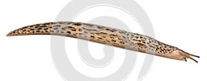 Leopard slug - Limax maximus, in front of white background