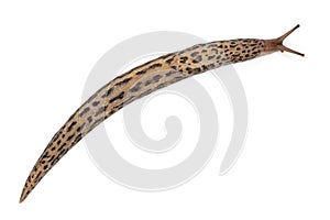 Leopard slug - Limax maximus, in front of white background