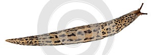 Leopard slug - Limax maximus, in front of white background