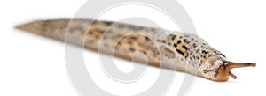 Leopard slug - Limax maximus, in front of white background