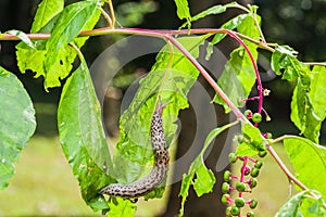 Leopard slug Limax Maximus on green leaf