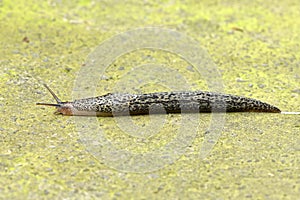 Leopard slug Limax maximus on stone background