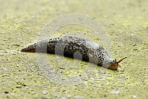 Leopard slug Limax maximus on stone background