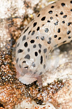 Leopard slug (Limax maxius)