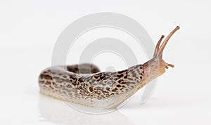 Leopard slug on reflective surface