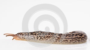 Leopard slug stretched showing foot