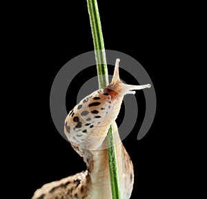 Leopard slug twine on grass