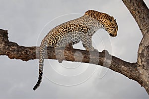 Leopard, South Africa photo