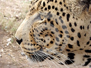 Leopard in South Africa.