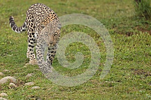 Leopard in South Africa 3
