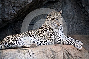 Leopard (South Africa)