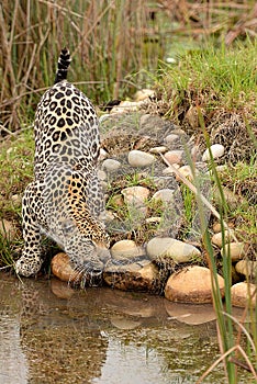 Leopard in South Africa 6