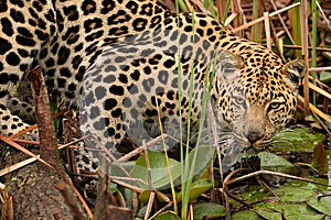 Leopard in South Africa 8