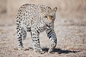 Leopard South Africa
