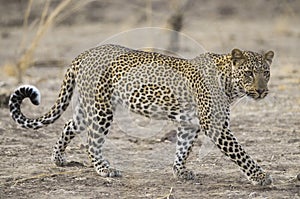 Leopard in South Luangwa national park