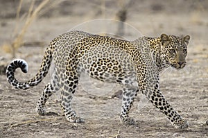 Leopard in South Luangwa national park photo